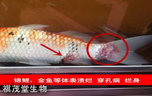 魚類肝膽疾病的成因、防治措施及五黃粉（五黃散）的應用詳解