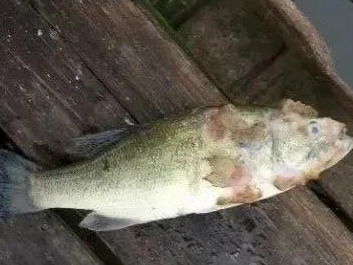 水產養殖遇上水霉病，該怎么防治？一篇實用的魚病防治指南