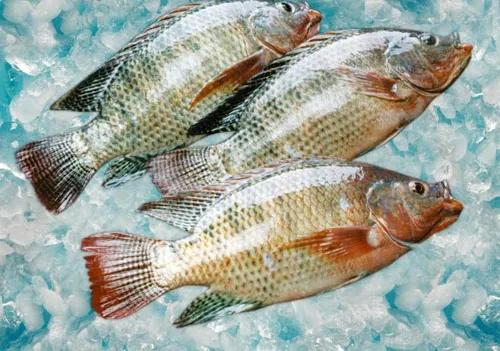 水產人注意 套養這些魚品種，低成本實現病害防治